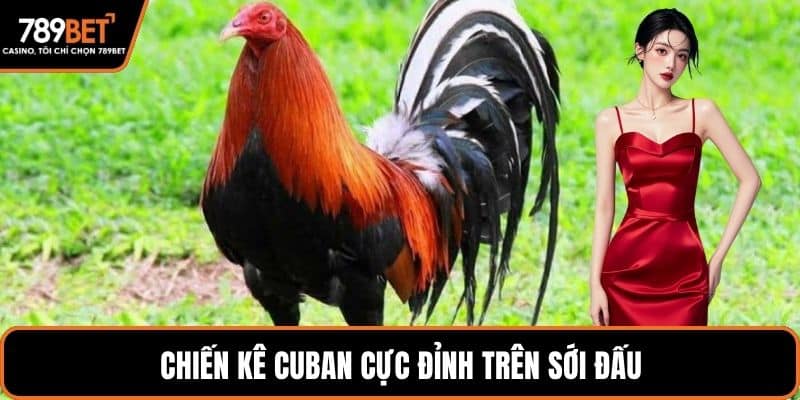 Chiến kê Cuban cực đỉnh trên sới đấu