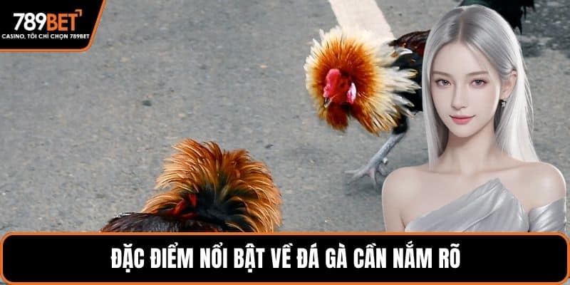 Đặc điểm nổi bật về đá gà cần nắm rõ