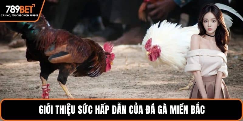 Giới thiệu sức hấp dẫn của đá gà miền bắc