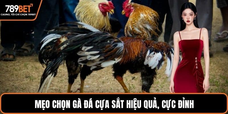 Mẹo chọn gà đá cựa sắt hiệu quả, cực đỉnh