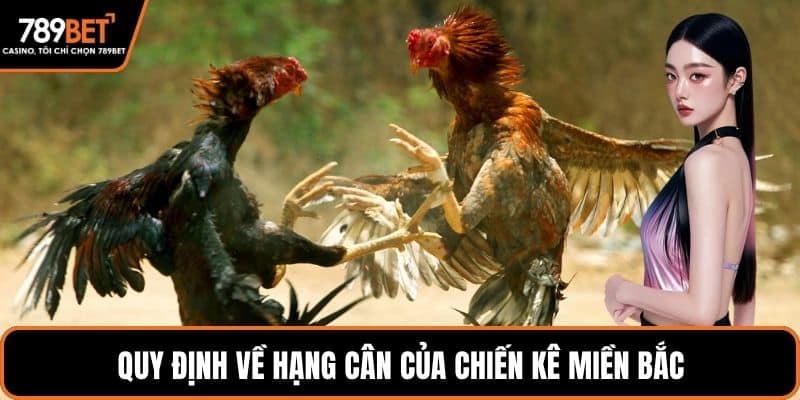 Quy định về hạng cân của chiến kê miền bắc