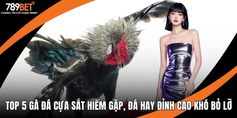 top 5 gà đá cựa sắt hiếm gặp