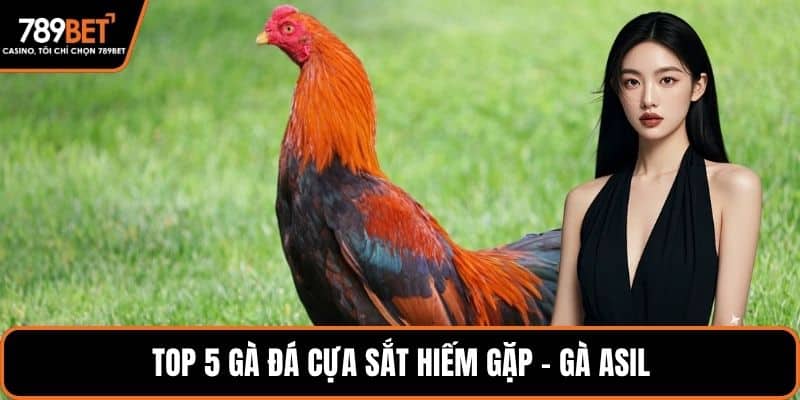 Top 5 gà đá cựa sắt hiếm gặp - Gà Asil